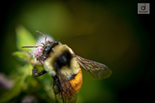 tricolored bumble bee