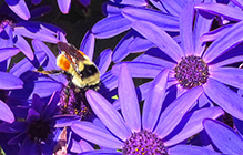 tricolored bumble bee