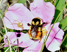 tricolored bumble bee