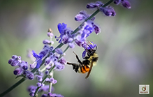 tricolored bumble bee