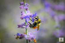 tricolored bumble bee