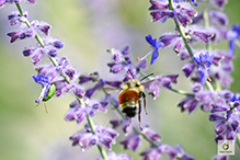tricolored bumble bee