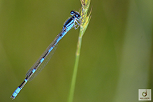 tule bluet