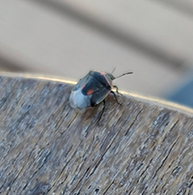 twice-stabbed stink bug