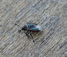 twice-stabbed stink bug