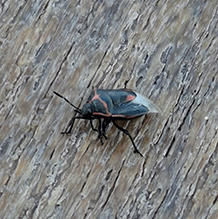 twice-stabbed stink bug