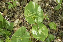 twirler moth (Scrobipalpula manierreorum)