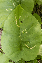 twirler moth (Scrobipalpula manierreorum)