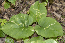 twirler moth (Scrobipalpula manierreorum)