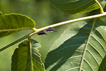 two-marked treehopper