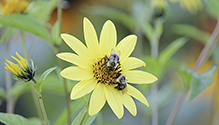 two-spotted bumble bee