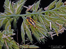 two-spotted grass bug