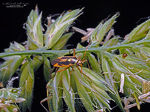 two-spotted grass bug