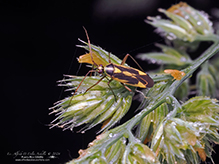 two-spotted grass bug