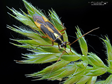 two-spotted grass bug