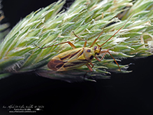 two-spotted grass bug