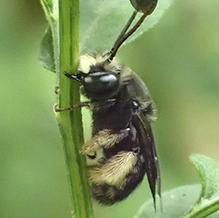 two-spotted longhorned bee