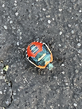 two-spotted stink bug