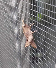 two-striped grasshopper