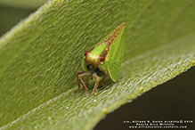 two-striped planthopper