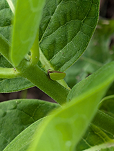 two-striped planthopper