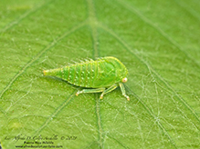typical treehopper (tribe Smiliini)
