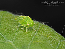 typical treehopper (tribe Smiliini)