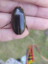 understriped diving beetle