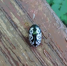 unknown leaf beetle