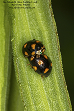 ursine spurleg lady beetle
