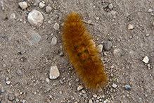 Virginian tiger moth