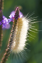 Virginian tiger moth