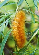Virginian tiger moth