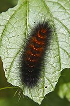 Virginian tiger moth