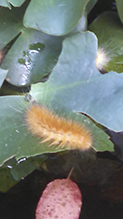 Virginian tiger moth