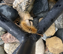 Virginian tiger moth