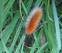 Virginian tiger moth