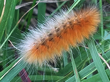 Virginian tiger moth