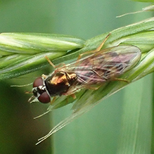 variable duskyface fly