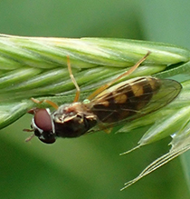 variable duskyface fly
