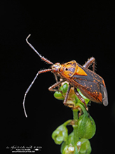 variable eastern taedia mirid
