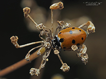 variegated lady beetle