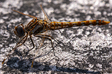 variegated meadowhawk