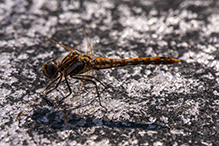 variegated meadowhawk