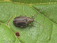 viburnum leaf beetle