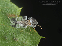 walnut lace bug
