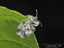 walnut lace bug