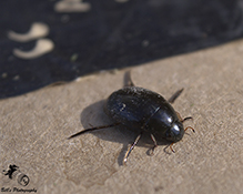water scavenger beetle (Tropisternus sp.)