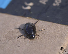 water scavenger beetle (Tropisternus sp.)