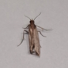 webbing clothes moth